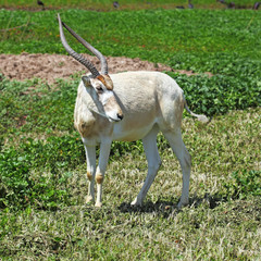 Horned Oryx in zoo