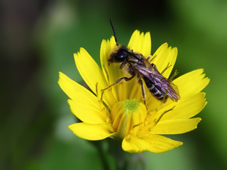  bee on a flower