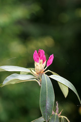 Różanecznik, azalia, rododendron (Rhododendron) - obrazy, fototapety, plakaty