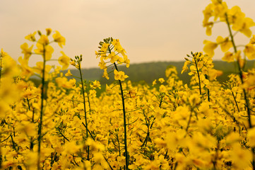 Obraz premium Rapsfeld