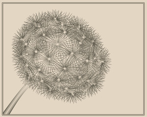 Dandelion in vector woodcut style