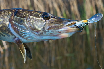 pike caught with bait