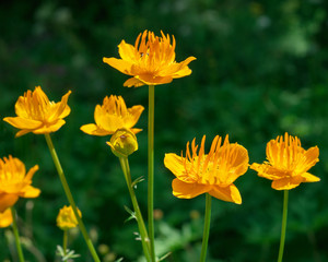 Flowers Trollius altaicus in nature