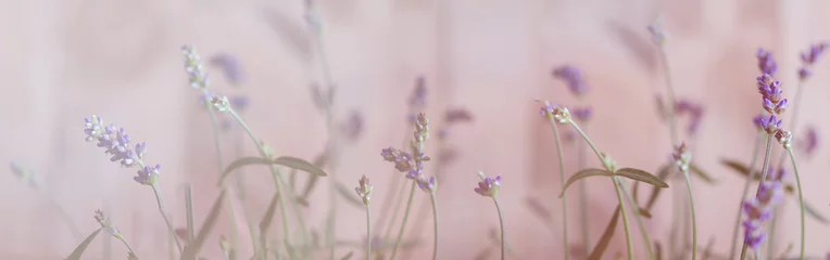 Foto op Canvas Lavendel, Bokeh © Gisela