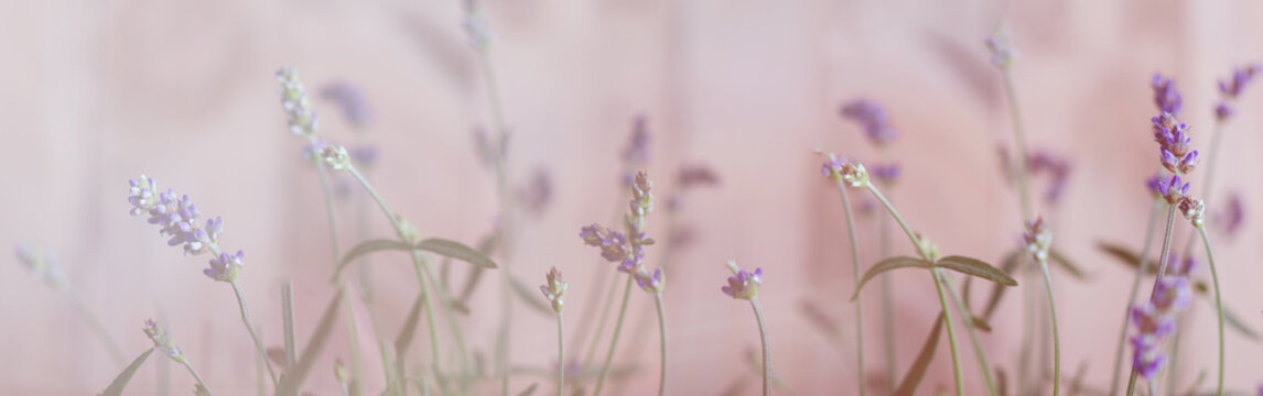 Lavendel, Bokeh