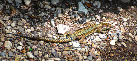 Lizard in its natural habitat