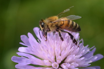 ape su fiore