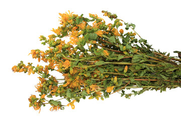 Hypericum perforatum