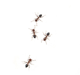 ants on a white background