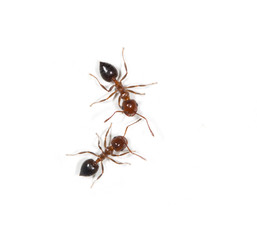 ants on a white background