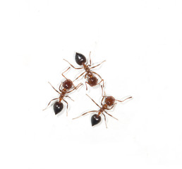 ants on a white background