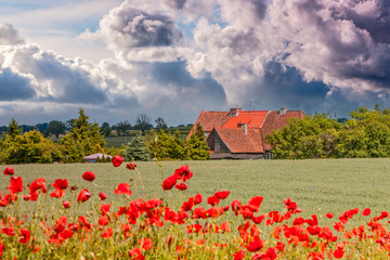 kwitnienie maków © Janusz Lipiński
