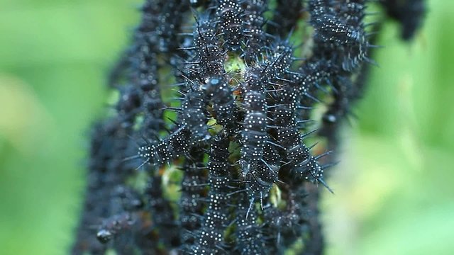 Caterpillars of peacock butterfly on a nettle