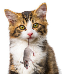 cat with mouse