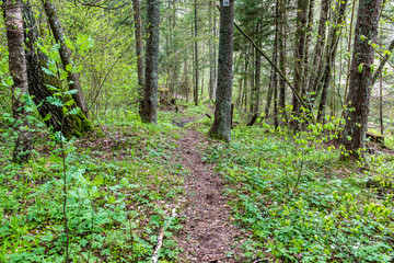 Fototapeta premium empty road in the forest