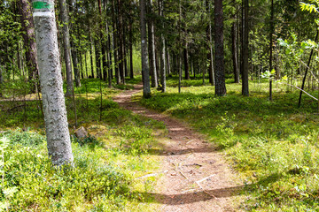 empty road in the forest