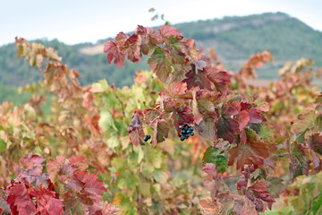 Priorat, vines, landscape,Montsant mountains,Tarragona, Spain