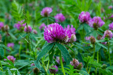 Red clover flower in a meadow