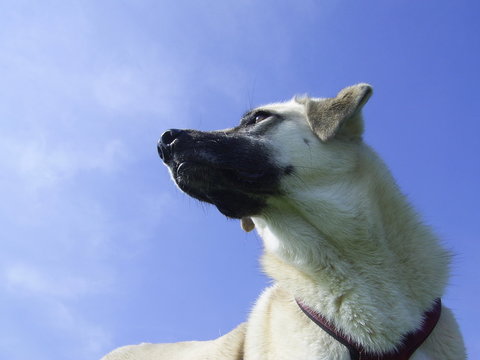 Sommerhund