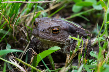 Gray earthen frog in green grass