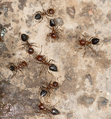 ants eat