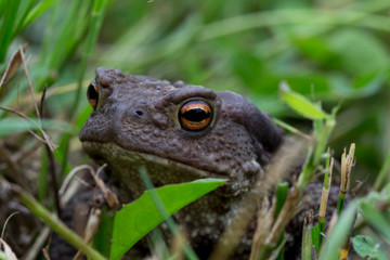 Gray earthen frog in green grass