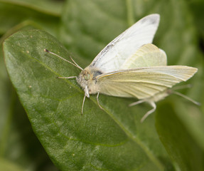 white butterfly on a green leaf