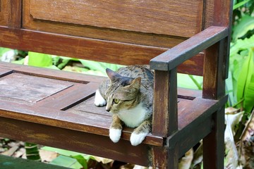 Thai cat ,pet of Thai people in home