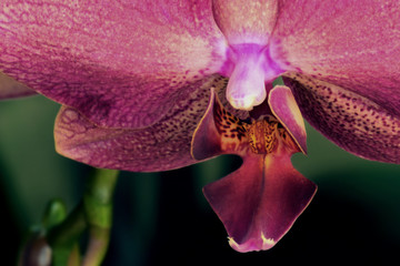 Primo piano di un orchidea phalaenopsis