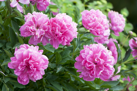 Fototapeta Pivoine