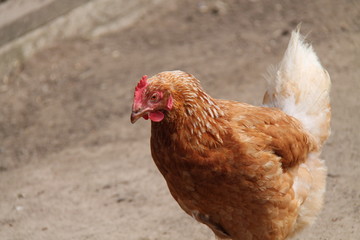 A Brown and White Poultry Farmyard Chicken.
