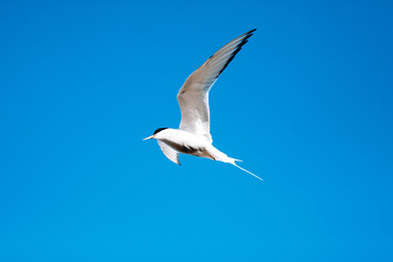 Fototapeta premium Flying bird