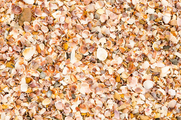 shell background on a sand beach