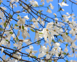  White magnolia flower