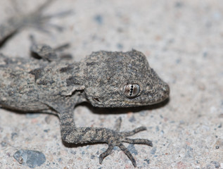 small lizard on a rock