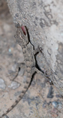 small lizard on a rock