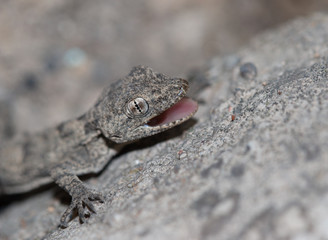small lizard on a rock