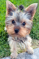 Yorkshire terrier puppy in grass