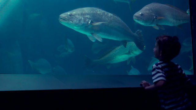 Little boy looking at fish tank