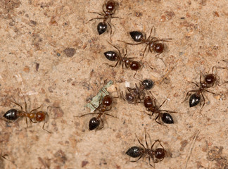 ants on a brown background