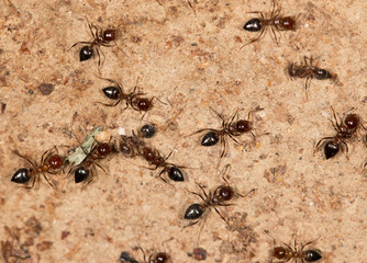ants on a brown background