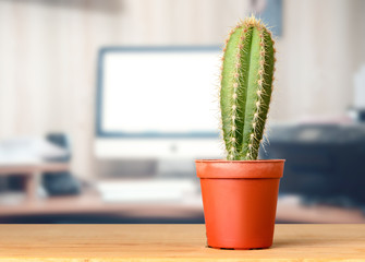 Cactus on the office desk