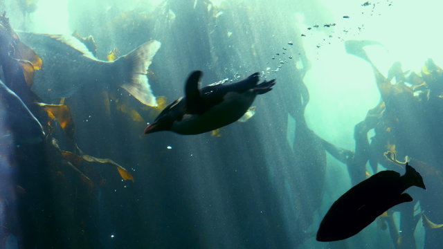 Fish swimming in a tank at the aquarium