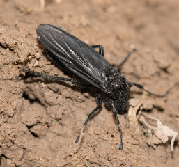 black beetle with wings