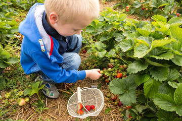 Ein Junge pfl&uuml;ckt Erdbeeren