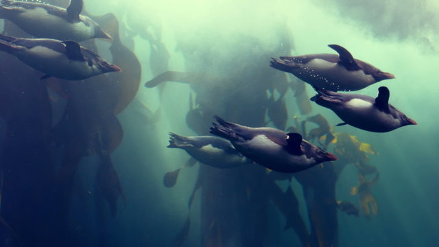 Penguins swimming in the fish tank at the aqurium