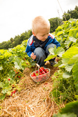 Ein Junge pfl&uuml;ckt Erdbeeren