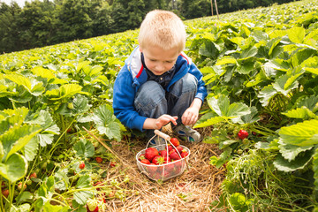 Ein Junge pfl&uuml;ckt Erdbeeren