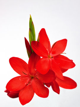 Red Kaffir Lily flowers , or Schizostylis ( Coccinea Major ) , isolated on a white background