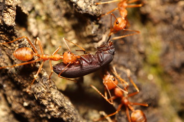Small insect in the garden
